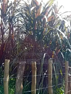 Australian Red Napier Grass, Bhoma Lucerne Seeds.