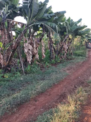 1⁄2 Acre Land in Mukinduri 4km From Kerugoya Ready Transfer Title Deed
