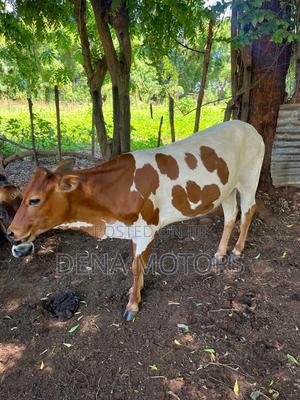 Female Cow - main view