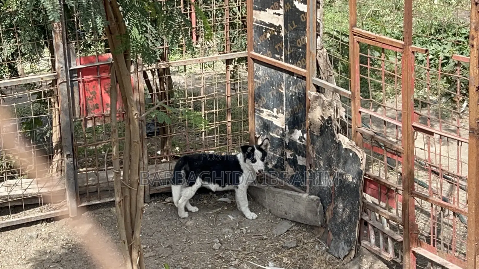 1-3 months Male Purebred Siberian Husky
