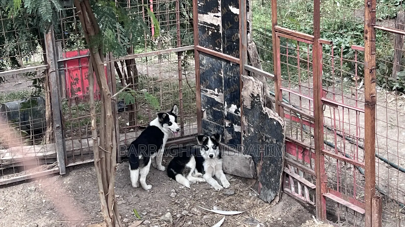 1-3 months Male Purebred Siberian Husky