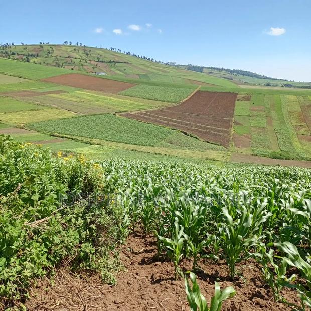 Big Land for Lease or Purchase - thumbnail 3