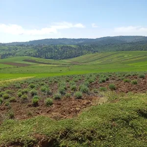 Big Land for Lease or Purchase