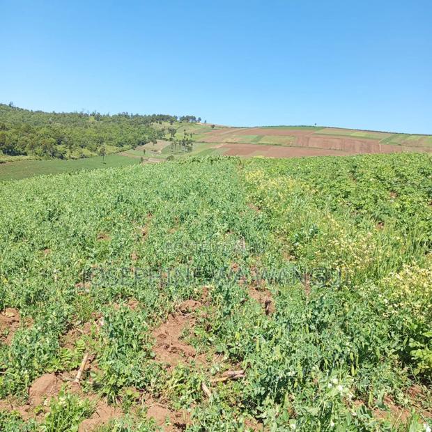 Big Land for Lease or Purchase - thumbnail 6