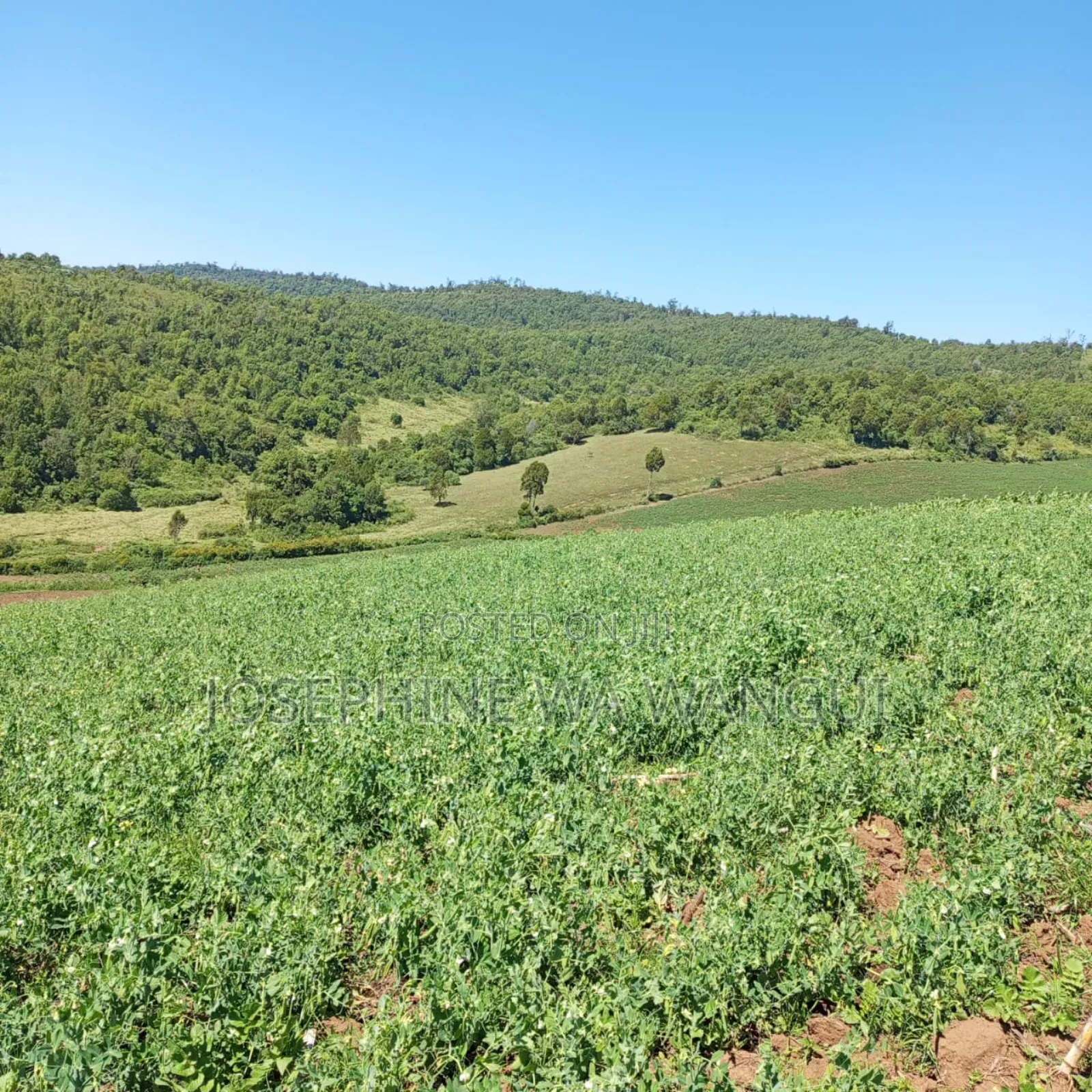 Big Land for Lease or Purchase