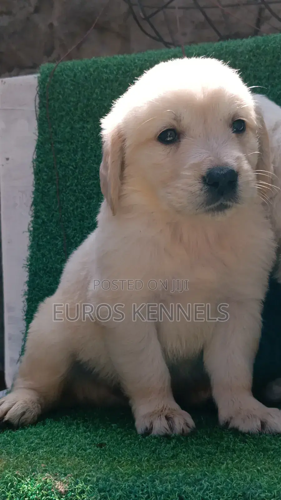 1-3 months Female Purebred Golden Retriever