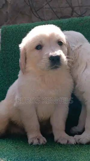 1-3 months Female Purebred Golden Retriever