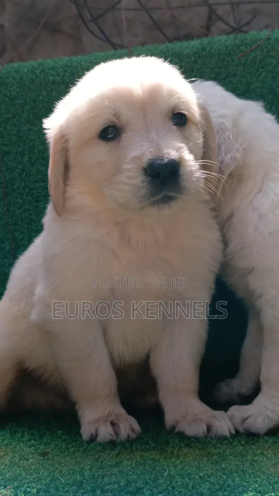 1-3 months Female Purebred Golden Retriever