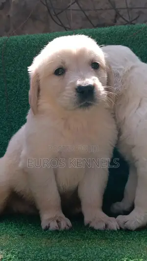 1-3 months Female Purebred Golden Retriever