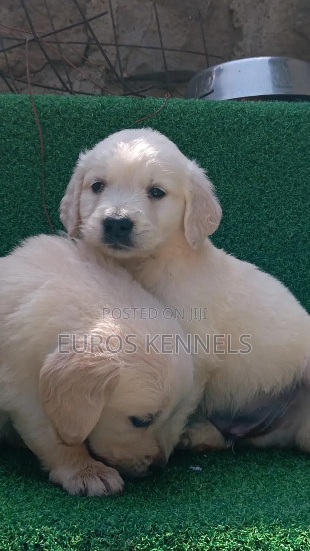 1-3 months Male Purebred Golden Retriever