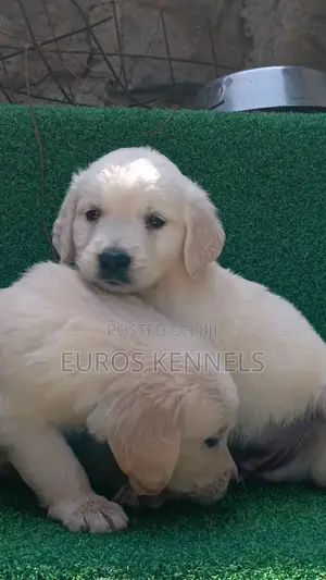 1-3 months Male Purebred Golden Retriever