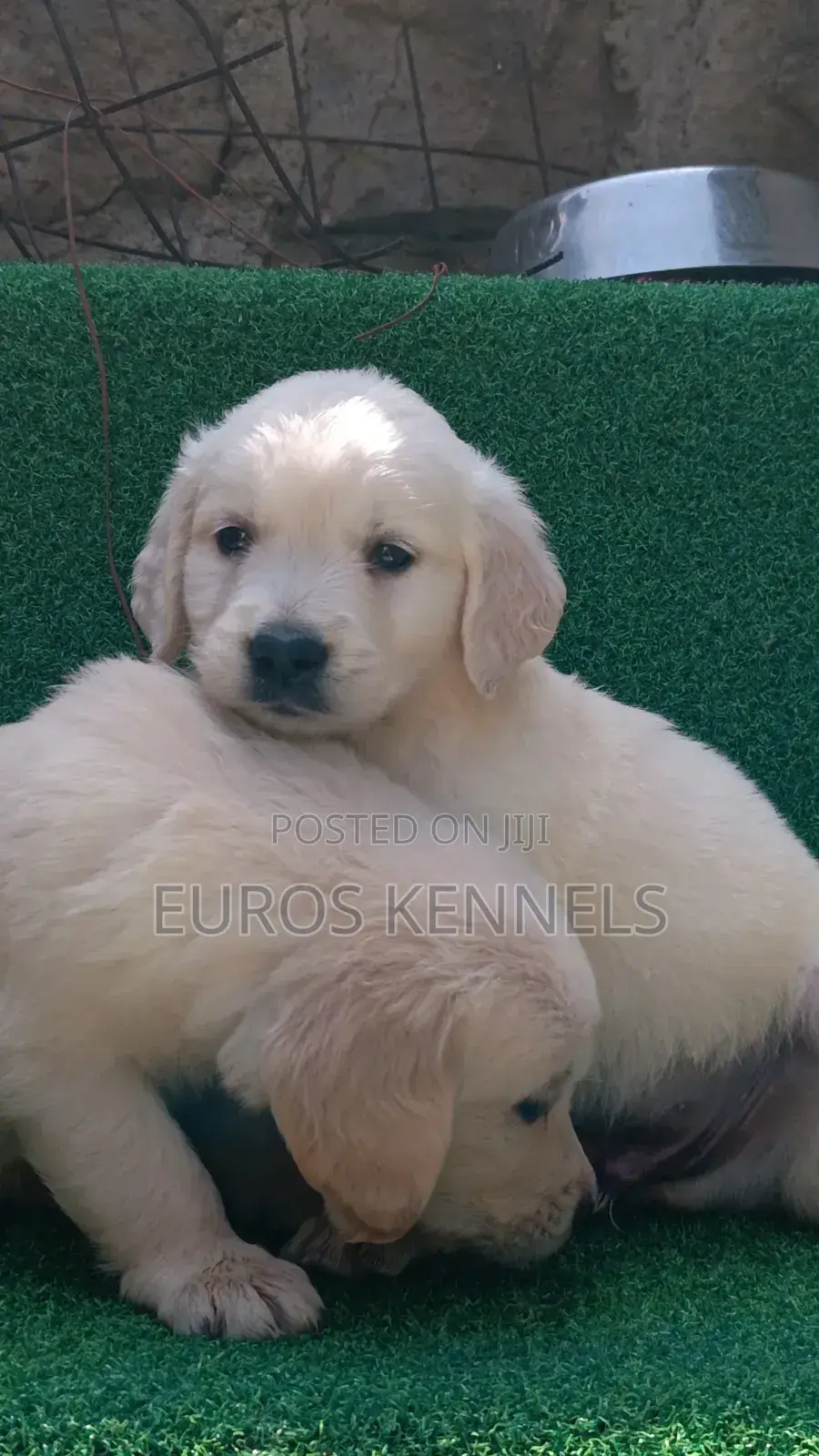 1-3 months Male Purebred Golden Retriever