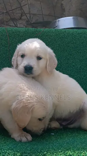 1-3 months Male Purebred Golden Retriever
