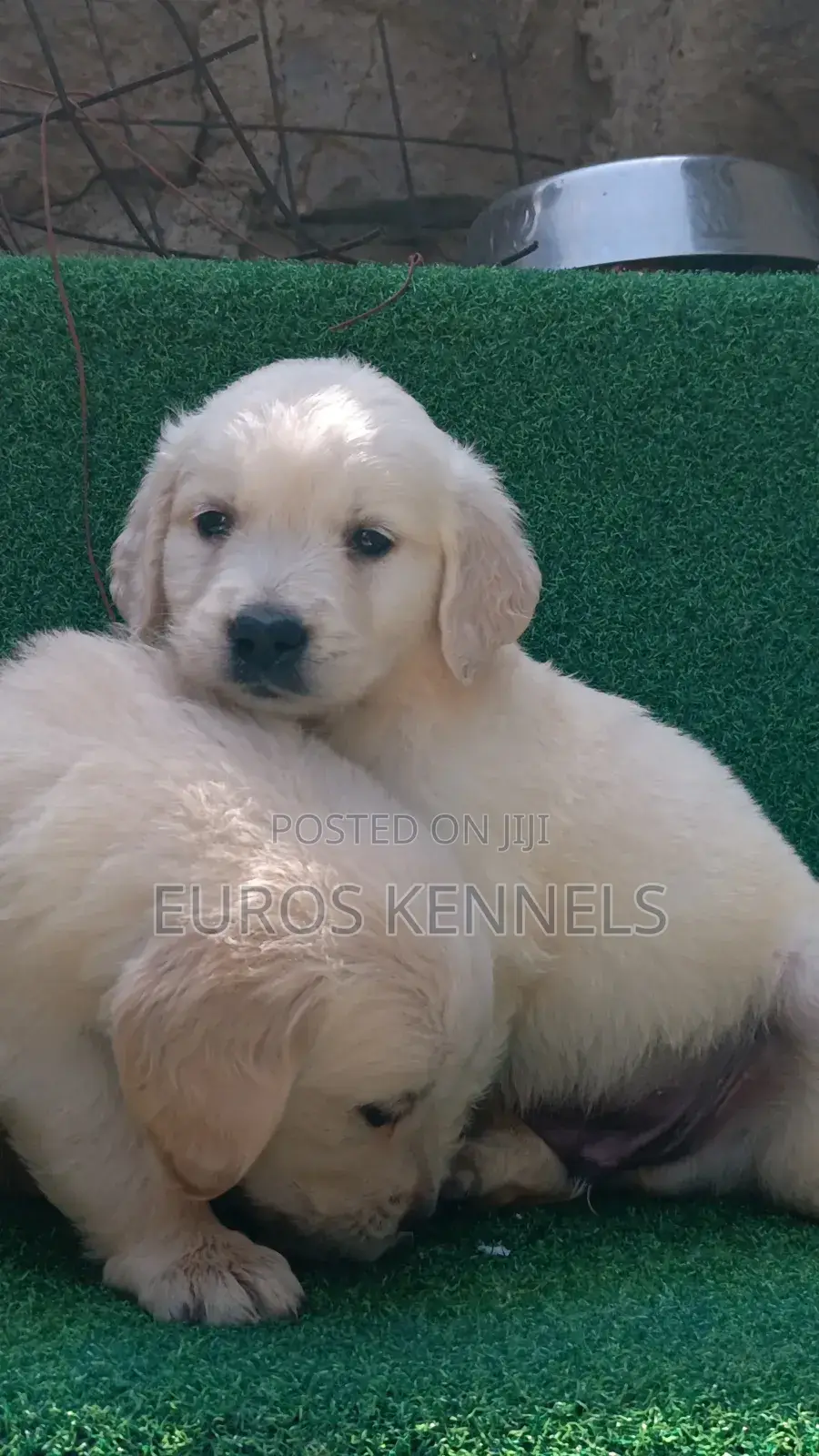 1-3 months Male Purebred Golden Retriever