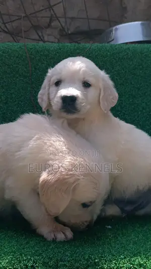 1-3 months Male Purebred Golden Retriever