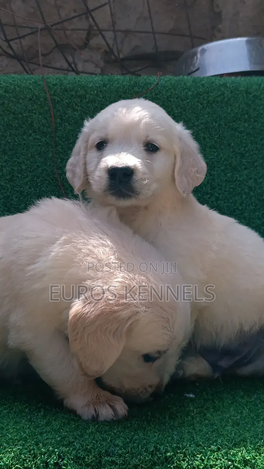 1-3 months Male Purebred Golden Retriever