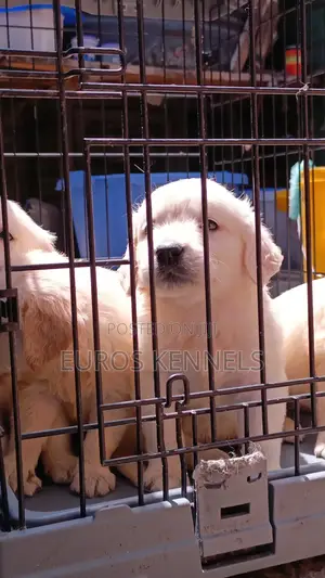 1-3 months Male Purebred Golden Retriever