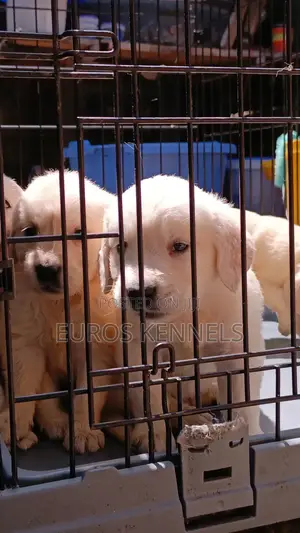 1-3 months Male Purebred Golden Retriever