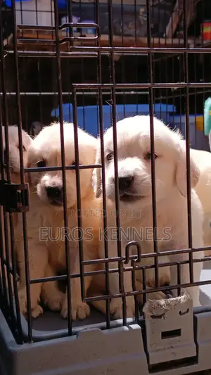 1-3 months Male Purebred Golden Retriever