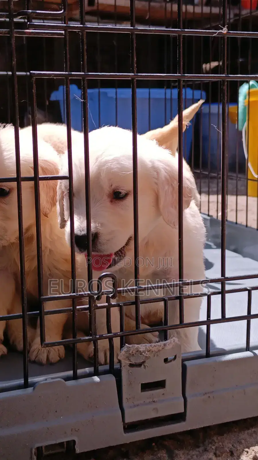 1-3 months Male Purebred Golden Retriever