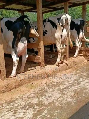 Pedigree Freshian Milkers Doing 30-40litres - thumbnail 2