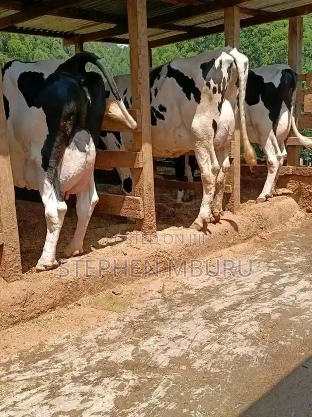 Pedigree Freshian Milkers Doing 30-40litres - main view