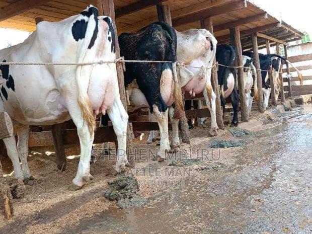 Pedigree Freshian Milkers Doing 30-40litres - thumbnail 3