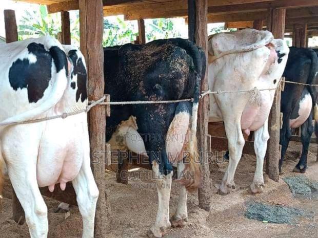 Pedigree Freshian Milkers Doing 30-40litres - thumbnail 4