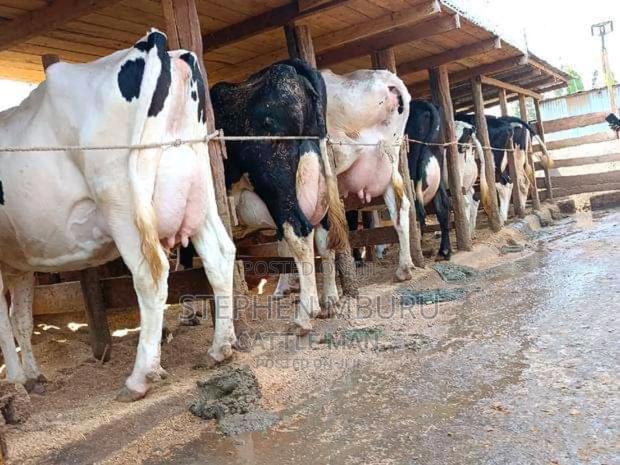 Pedigree Freshian Milkers Doing 30-40litres - thumbnail 5