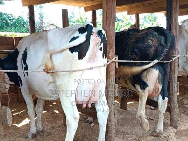 Pedigree Freshian Milkers Doing 30-40litres - thumbnail 6