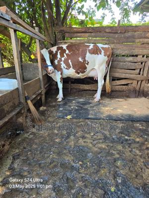 Pedigree Ayrshire and Hostlien - thumbnail 2