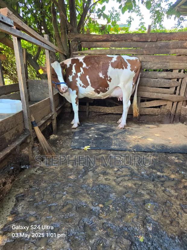 Pedigree Ayrshire and Hostlien - main view