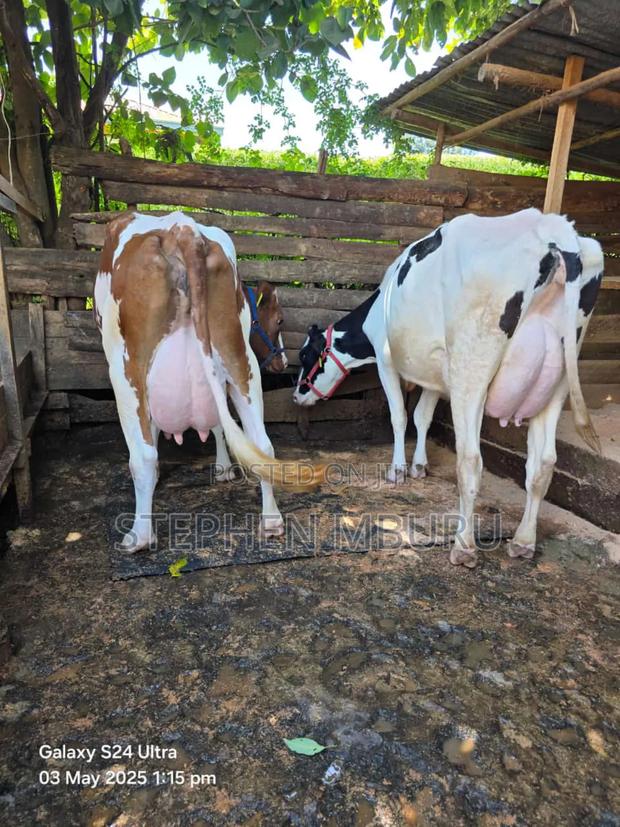 Pedigree Ayrshire and Hostlien - thumbnail 3