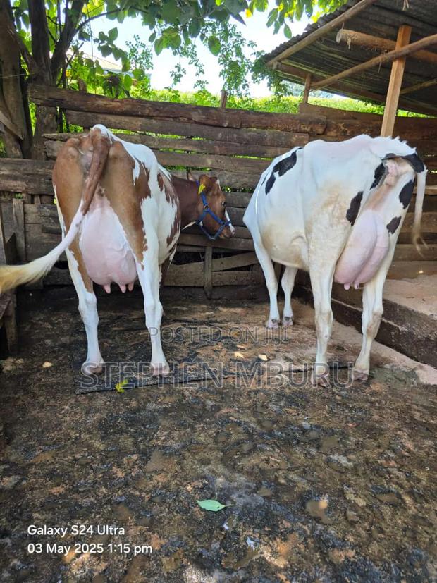 Pedigree Ayrshire and Hostlien - thumbnail 4