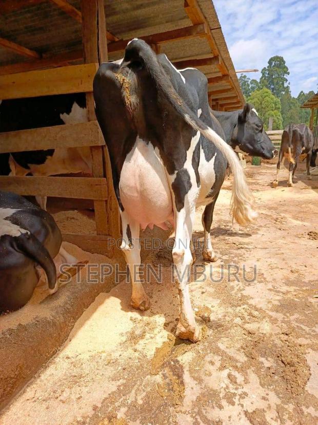 Freshian Milker First Lactation - main view