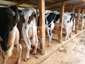 Super Pedigree Milkers - thumbnail 2