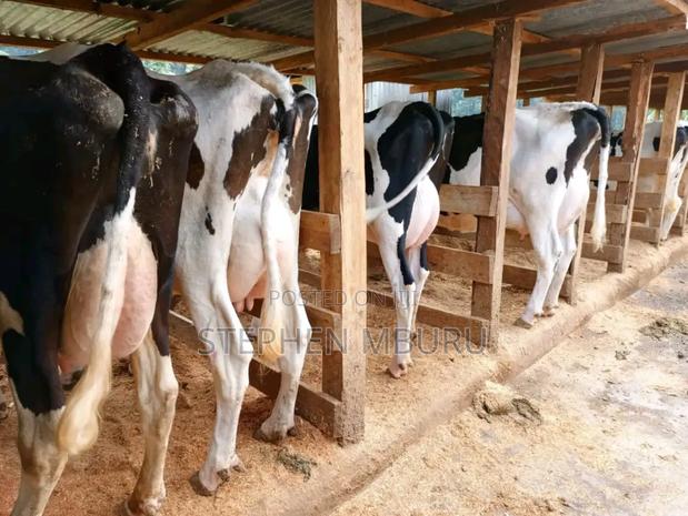 Super Pedigree Milkers - main view