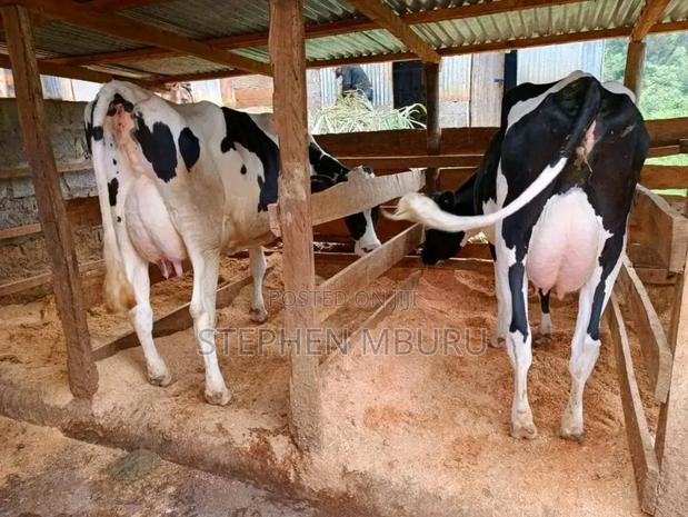 Super Pedigree Milkers - thumbnail 3