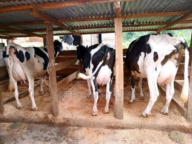 Super Pedigree Milkers - thumbnail 4