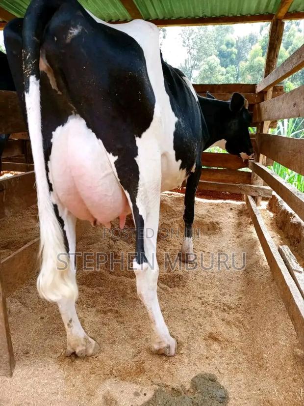 Super Pedigree Milkers - thumbnail 5