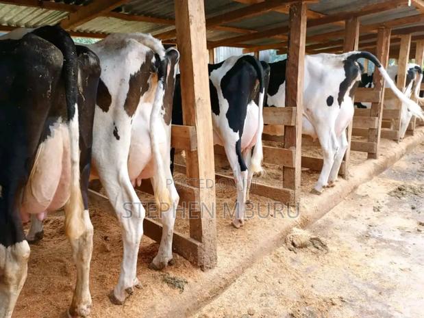 Super Pedigree Milkers - thumbnail 6