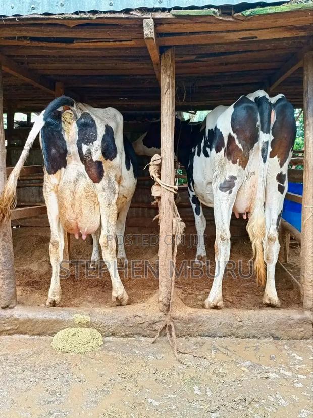 Super Pedigree Milkers - thumbnail 7