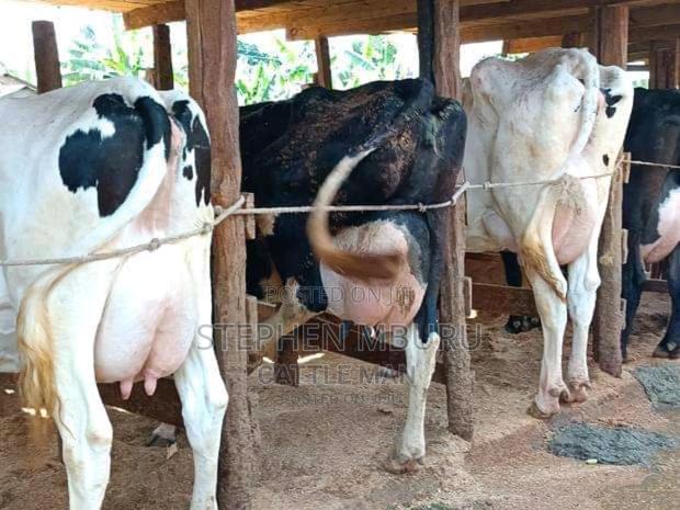 Super Pedigree Milkers - thumbnail 8