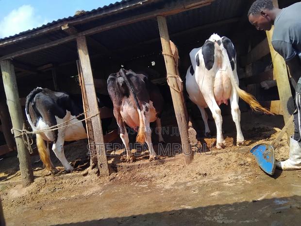 Super Pedigree Milkers - thumbnail 9