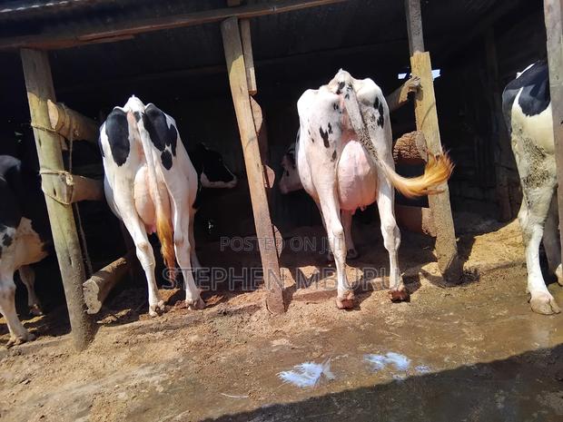 Super Pedigree Milkers - thumbnail 10