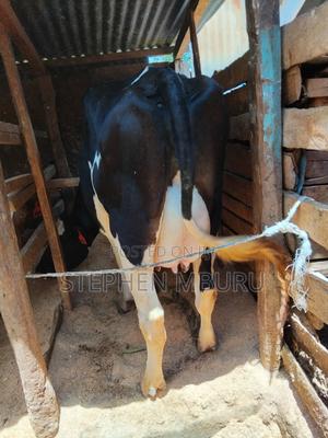 Super Pedigree Dairy Cows - thumbnail 2