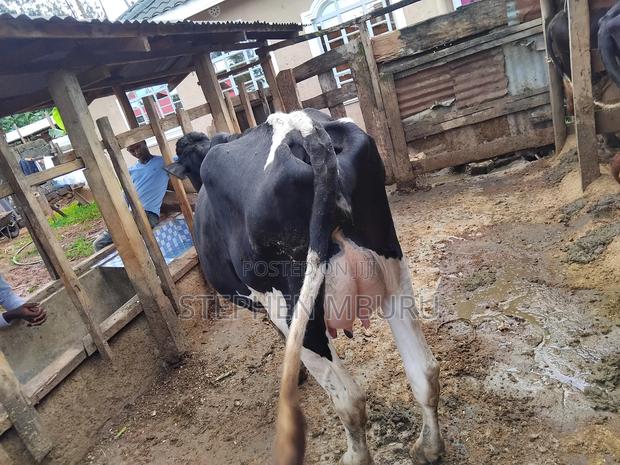 Super Pedigree Dairy Cows - thumbnail 3