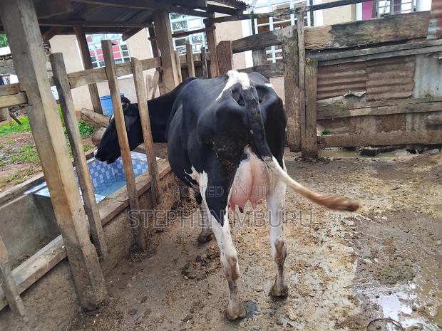 Super Pedigree Dairy Cows - thumbnail 4