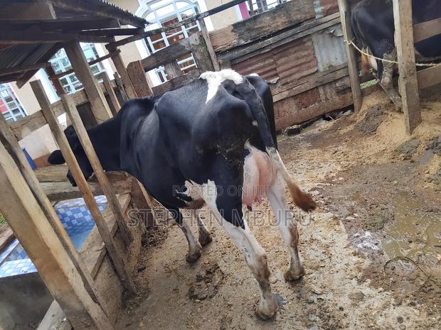 Super Pedigree Dairy Cows - thumbnail 5