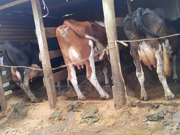 Super Pedigree Dairy Cows - thumbnail 7